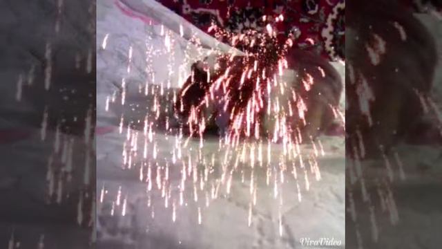 любовь морского свина и свинки™