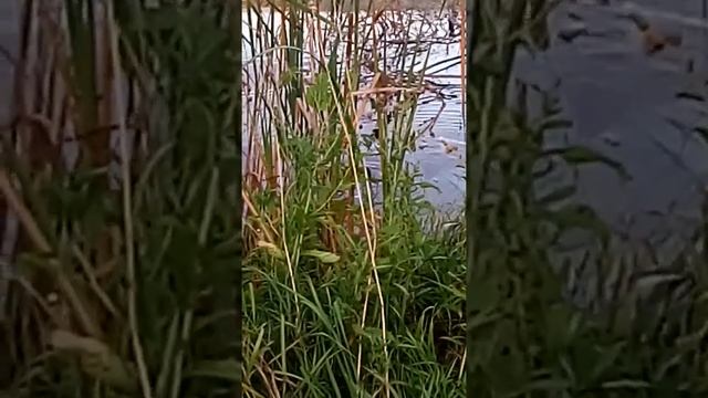 Подсадные семеновские смотреть онлайн