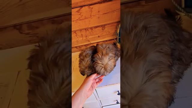 #щенки #ши-тцу продаются смотреть онлайн