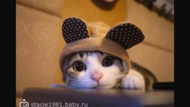 Самое няшное видео на свете! смотреть онлайн