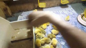 Перепелята  с 0 до 15 дней , обзор, пропойка, кормление, содержание! Ч3