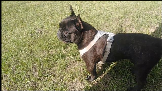 ПОТЕШКА. БАЛОВЕНЬ. СТИХИ ДЛЯ МАЛЫШЕЙ. ПОТЕШКИ. Короткие стишки для самых маленьких. смотреть онлайн