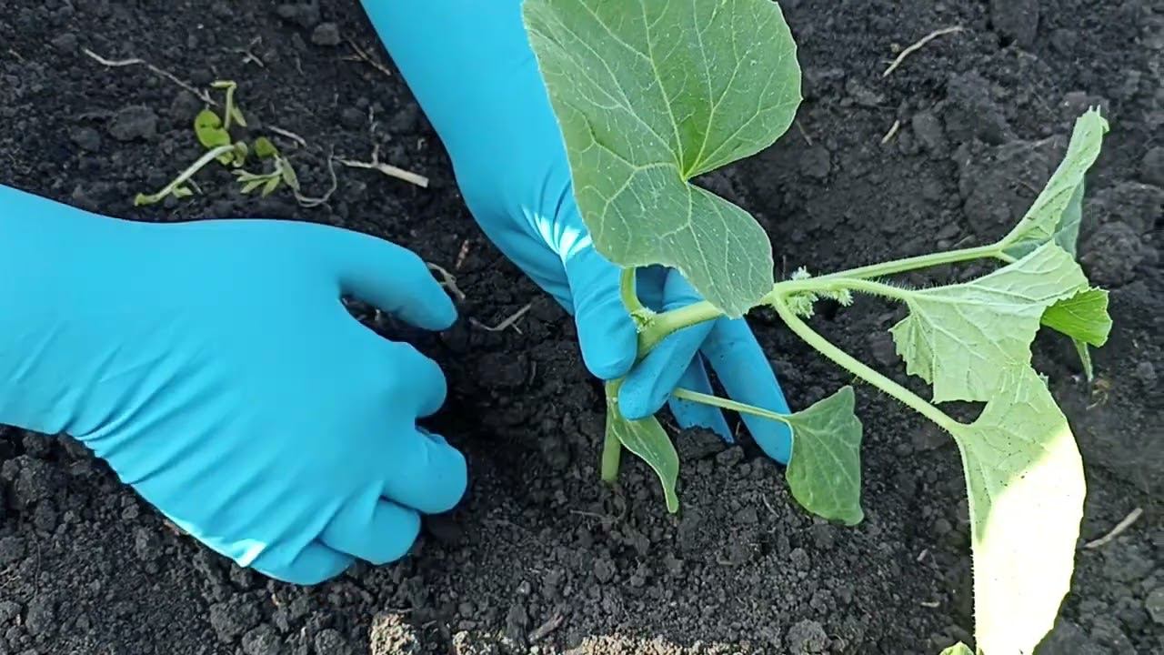 Как правильно посадить рассаду дыни и арбуза. смотреть онлайн