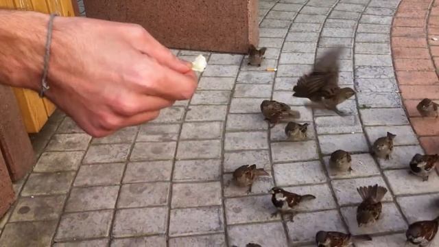 Как покормить воробья с руки. смотреть онлайн