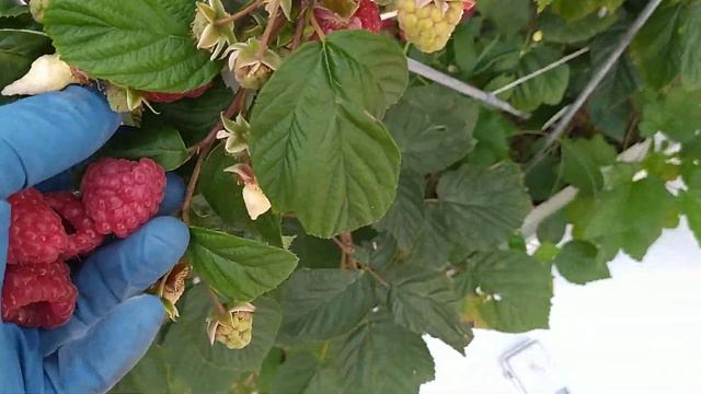 Малина Версаль взвешиваем ягоду смотреть онлайн
