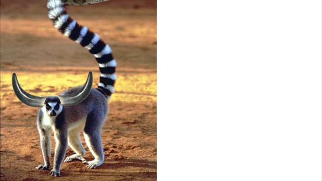 mutant animals 2