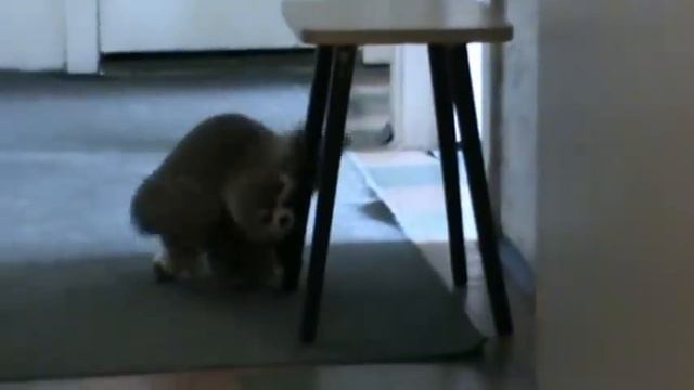 Кошка и енот)) Очень забавное видео) смотреть онлайн