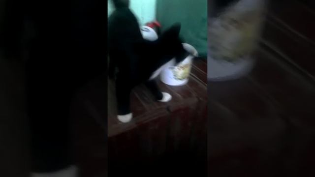 Кот ловит рыбу в ведре. ( под песню кушай мой хороший не подовись) смотреть онлайн