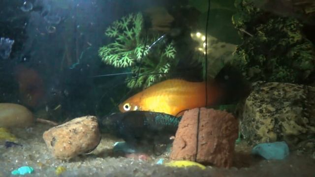 Бойлы!Самокаты!Краткий тест обзор))) смотреть онлайн