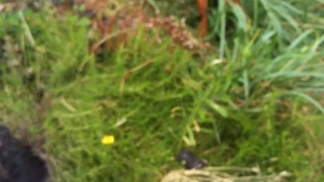 Кротик и Зверь смотреть онлайн