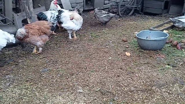 Какой вес гусей. Мои мысли. Жизнь простых людей. смотреть онлайн