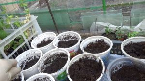 Посев фасоли на рассаду 30 апреля.