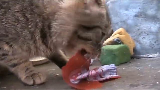 Кот жрёт шкурку от колбасы смотреть онлайн