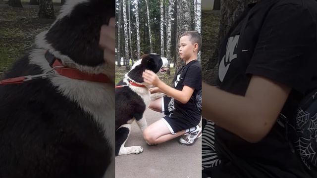 Щенки Среднеазиатской овчарки питомника ЗУР БАШИ +79373699903 WhatsApp смотреть онлайн