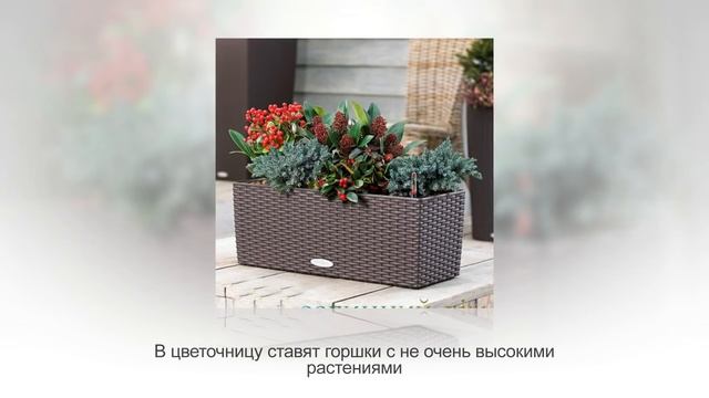 10 лучших мест для КОМНАТНЫХ РАСТЕНИЙ. Куда поставить цветы в квартире смотреть онлайн