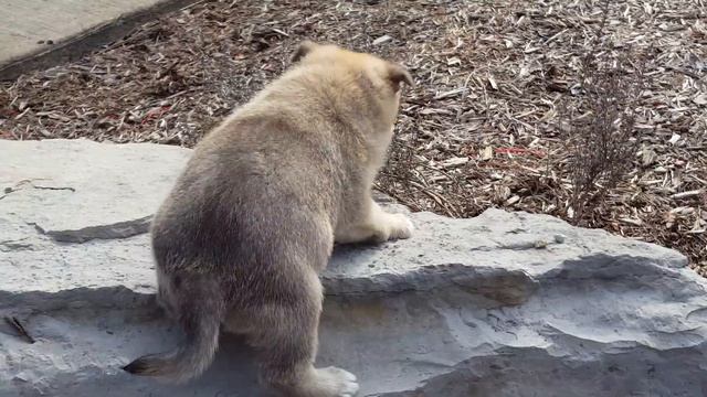 Norwegian Buhund puppies , 5weeks old смотреть онлайн