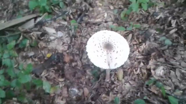 Parasol Mushroom (Macrolepiota procera) смотреть онлайн