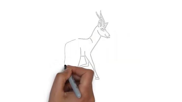 как нарисовать антилопу,how to draw an antelope,cómo dibujar un antílope,come disegnare un antilope смотреть онлайн