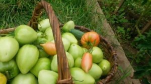 Как собрать хороший урожай помидор...