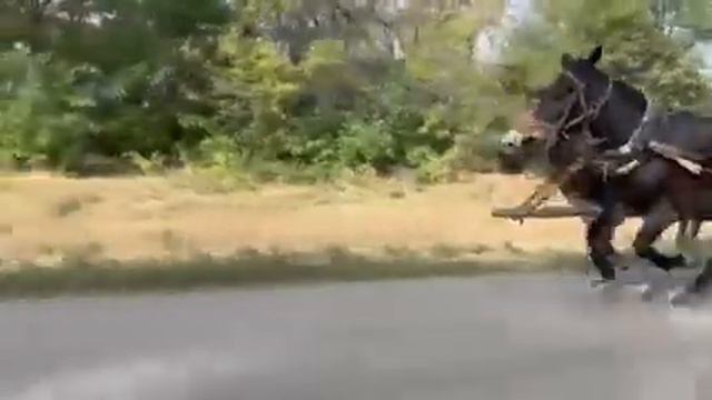 ЛОШАДИ🐎СУПЕР СКОРОСТНЫЕ КУБАНСКИЕ МУЛЫ💥💪ВОТ ЭТО ДА!!! смотреть онлайн