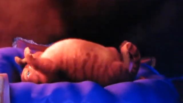 Shrek with Intel Core2Duo P8400 + Geforce 9200M GS [FullHD 1080P] смотреть онлайн