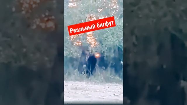настоящий снежный человек #бигфут #йети #снежныйчеловек #мистика #reels смотреть онлайн