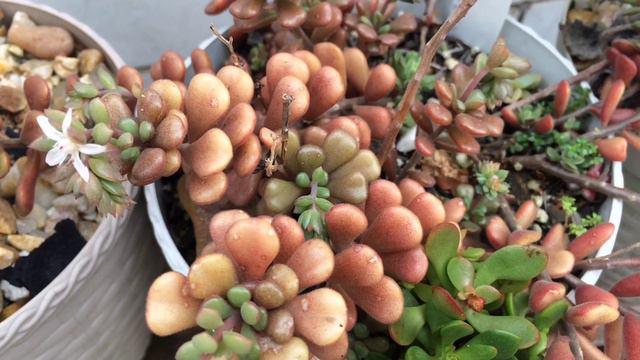 20 SUCULENTAS FAVORITAS смотреть онлайн