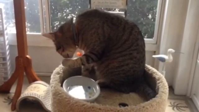 Почему кошки боятся воду? | Интересные факты смотреть онлайн