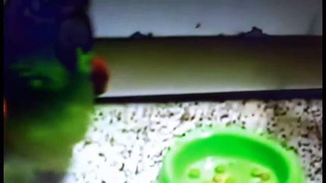 Ржачь до слёз!!! Приколы с животными смотреть онлайн