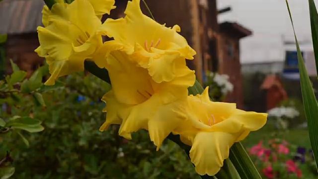 Гладиолусы / Gladiolus смотреть онлайн