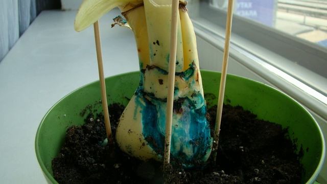 Гиппеаструмы по акции: Подворье Vs Первые Семена