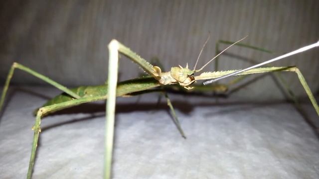 Новые питомцы, аннамские палочники (baculum extradentatum). New pets. Stick insects. (14.09.2016) смотреть онлайн