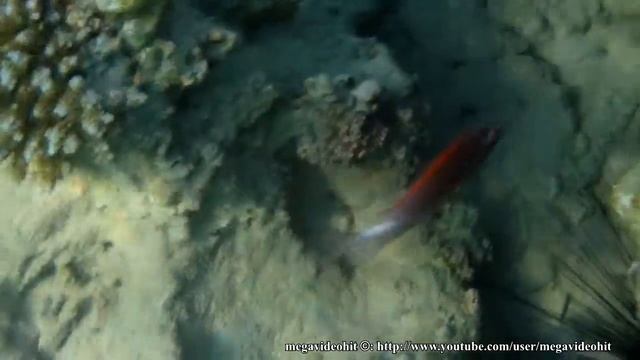 Атлас Красного моря. Красно белая рыбка. Red white fish. Atlas of the Red Sea. смотреть онлайн