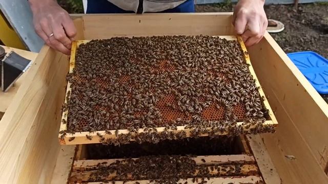 Работа пчёл на майский мёд. Борьба с клещом Варроа смотреть онлайн