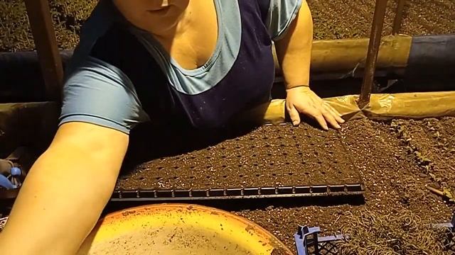 Правильное черенкование Сантолины (Santolina) в домашних условиях. смотреть онлайн