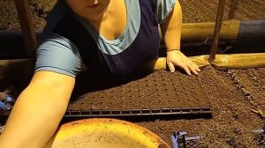 Правильное черенкование Сантолины (Santolina) в домашних условиях.