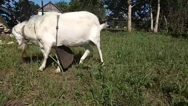 Козел Ламанча. Продается. смотреть онлайн