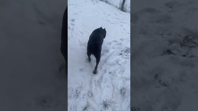 🥰🥰🥰#tttt #cane #канекорсо #canecorso #canecorsoitaliano #канекорсоитальяно смотреть онлайн