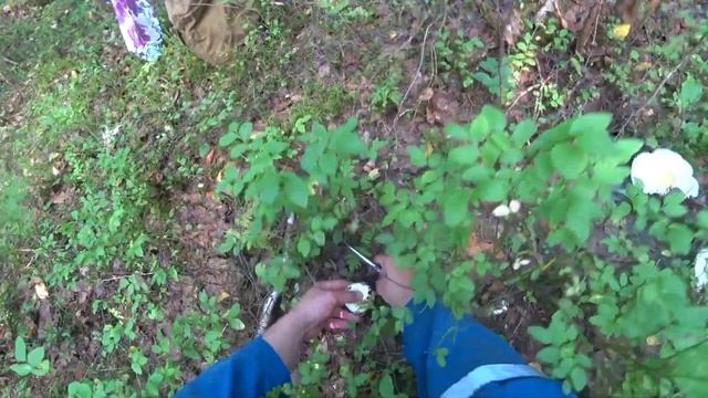 Мне повезло и я нашёл что искал. Сбор грибочков. смотреть онлайн