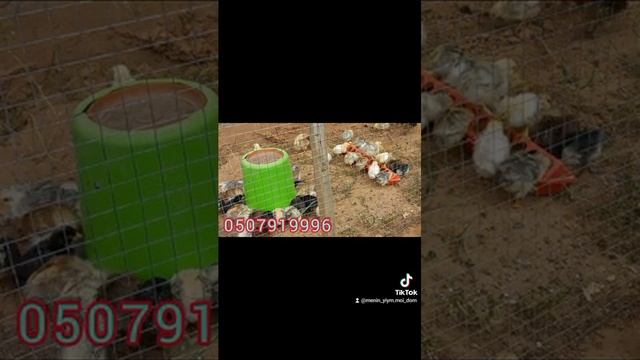 Жөжөнү кантип багат. жөжө оорусун алдын алуу #жожо #тоокбазар #тоок смотреть онлайн