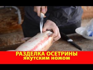 Разделка осетрины Якутским ножом. Компания Русский булат.