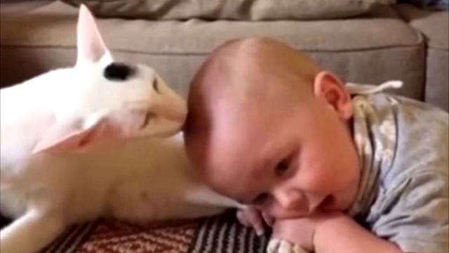 Mлaдeнeц схватил кошку за задние лапы. То что случилось дальше просто поражает смотреть онлайн