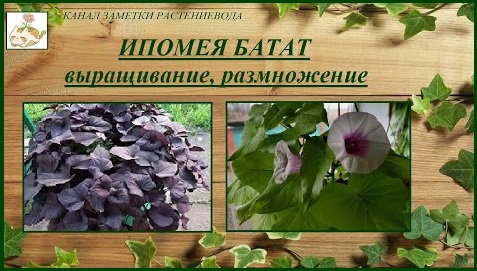 Ипомея батат выращивание, размножение, шикарная и неприхотливая красотка смотреть онлайн