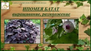 Ипомея батат выращивание, размножение, шикарная и неприхотливая красотка