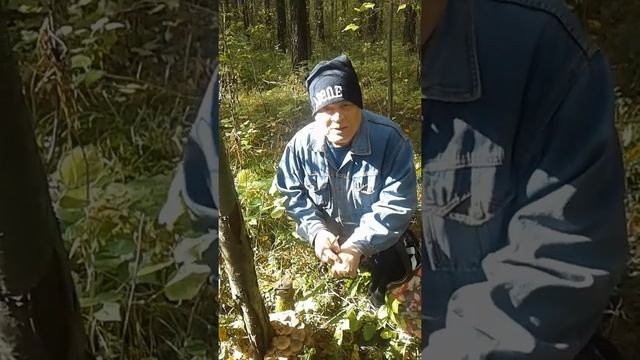 Осенние грибы рядовки(3) смотреть онлайн