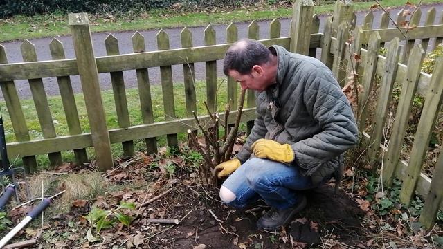 How to Move a Rose Bush. How to transplant a rose. General Rose Care. смотреть онлайн