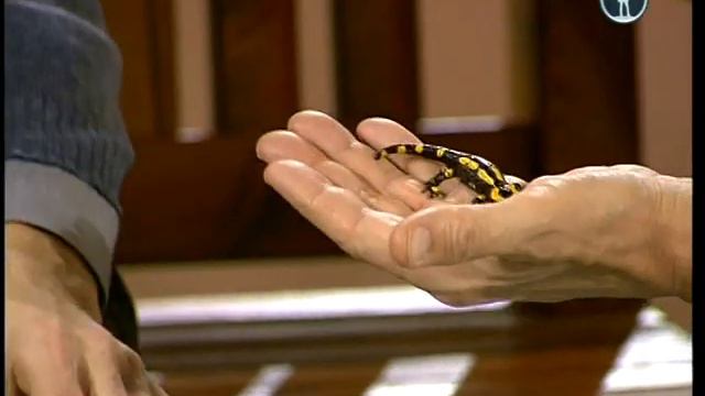 В мире животных 2012 07 21 смотреть онлайн