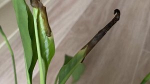 №35. Спатифиллум. Почему молодые листья засыхают, вырастают недоразвитые, скрученные.