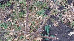 Обрезка розы "Вестерленд". Шраб или плетистая? Весна 2023.