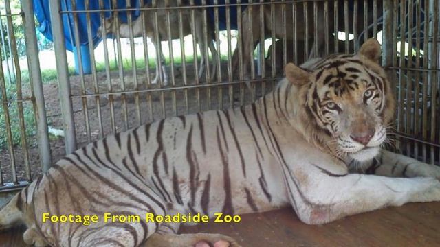 White Tigers - Get The FACTS! смотреть онлайн